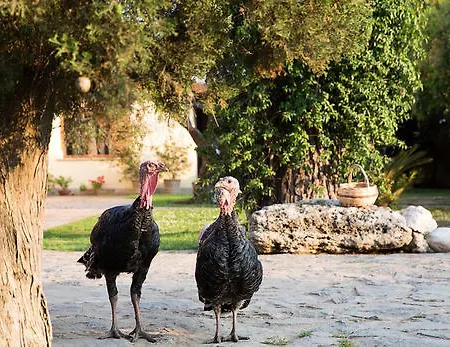 Bed and breakfast La Chora Di 4*